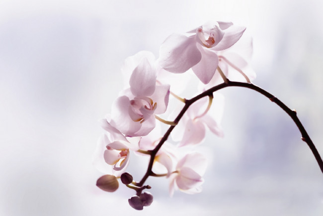 Обои картинки фото цветы, орхидеи, flowers, flowering, orchids, цветение