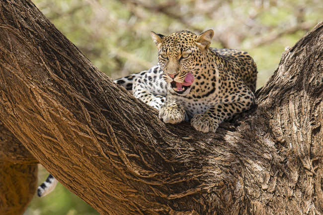 Обои картинки фото животные, леопарды, самбуру, африка, кения, леопард