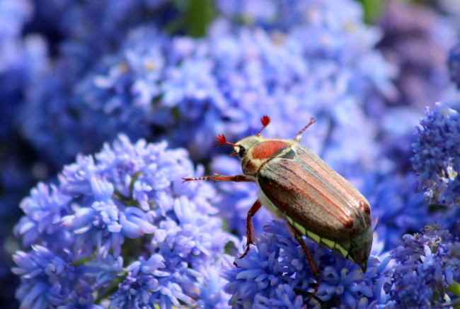 Обои картинки фото животные, насекомые, природа, дача, майский, жук, весна, цветение
