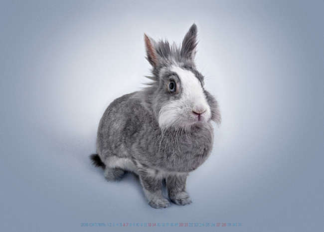 Обои картинки фото календари, животные, кролик, заяц