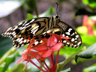 Картинка lime butterfly животные бабочки