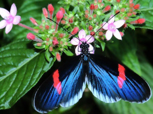 Картинка sweet treat for colorful butterfly животные бабочки