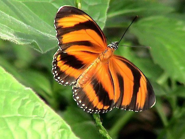 Обои картинки фото orange, tiger, butterfly, dryadula, phaetusa, животные, бабочки