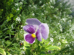 Картинка цветы анютины глазки садовые фиалки лето макро