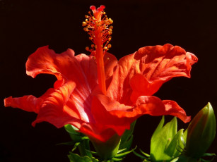 Картинка цветы гибискусы тёмный красный
