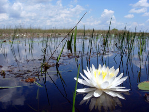 Картинка цветы лилии водяные нимфеи кувшинки белая кувшинка