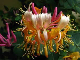 Картинка цветы рододендроны азалии лепестки