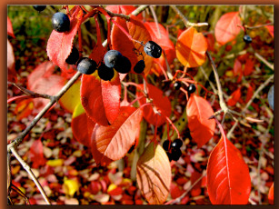 Картинка природа Ягоды ветка красные листья