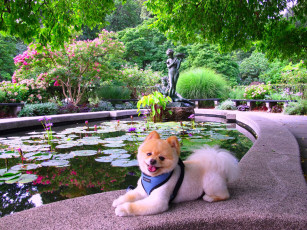 Картинка животные собаки dog бассейн статуя