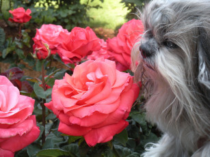 Картинка животные собаки dog роза
