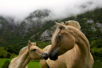 Картинка животные лошади мама малыш