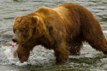 Картинка животные медведи bear