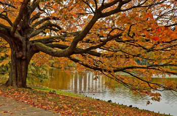 Картинка природа деревья клен ветки вода осень