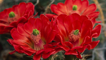 Картинка цветы кактусы растение ярко красные