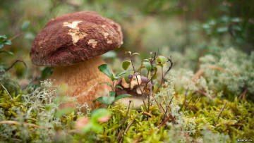 Картинка природа грибы зелень осень трава мох