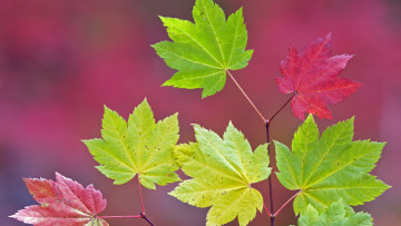 Картинка природа листья разноцветные ветка