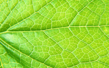 Картинка разное текстуры листок фон зелёный