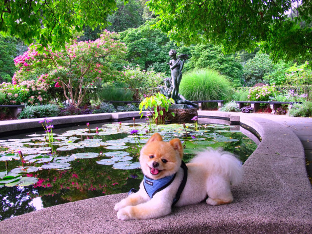 Обои картинки фото животные, собаки, dog, бассейн, статуя