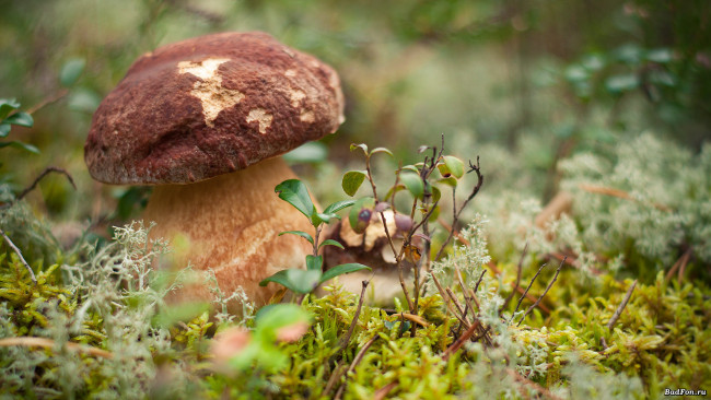 Обои картинки фото природа, грибы, зелень, осень, трава, мох