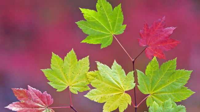 Обои картинки фото природа, листья, разноцветные, ветка