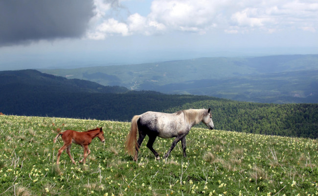 Обои картинки фото животные, лошади, небо, природа
