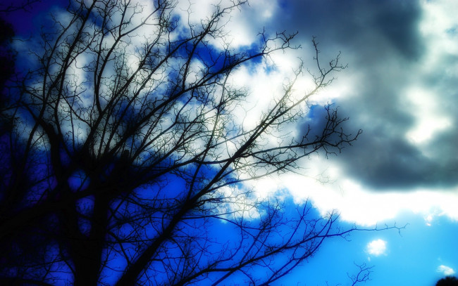 Обои картинки фото природа, деревья, небо, облака, ветви