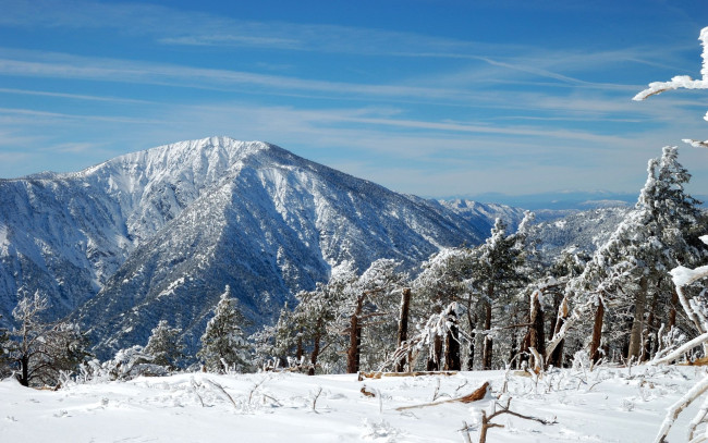 Обои картинки фото природа, горы, сосна, снег