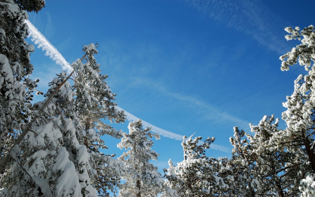 Обои картинки фото природа, зима, небо, снег, сосна