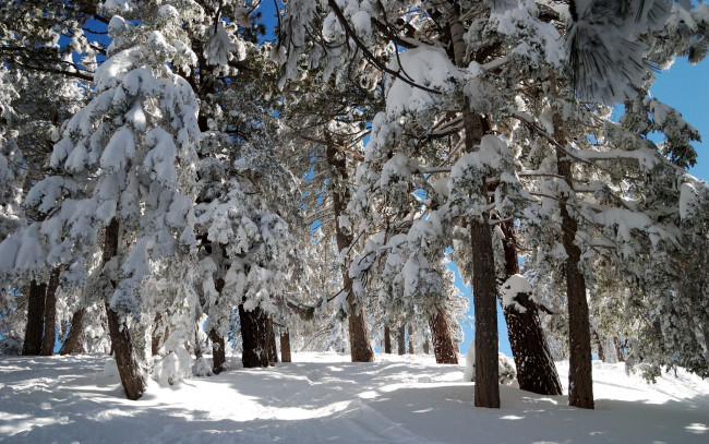 Обои картинки фото природа, зима, сосна, снег