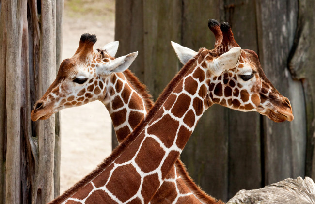 Обои картинки фото животные, жирафы, пара, клетчатый, шеи
