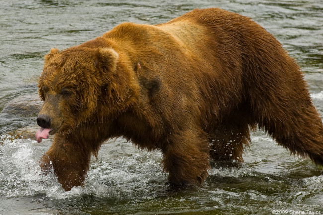 Обои картинки фото животные, медведи, bear