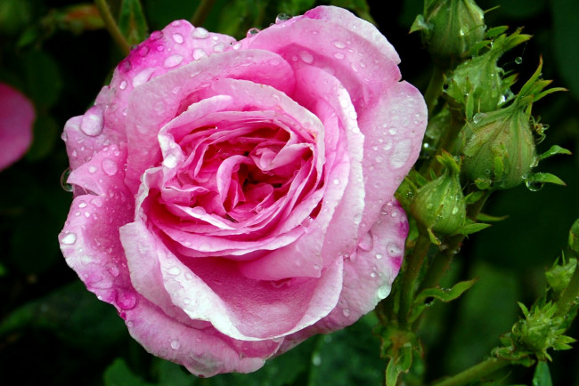 Обои картинки фото цветы, розы, бутоны, капли, большой, розовый