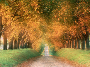 Картинка природа дороги дорога аллея осень деревья