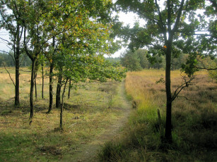 Картинка природа дороги лес деревья тропинка трава лето