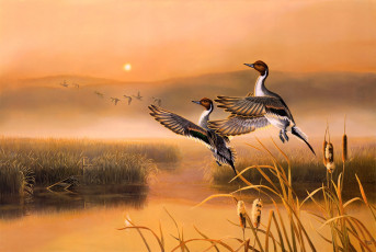 Картинка darrell davis рисованные восход озеро утки камыши птицы осень раннее утро