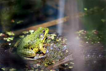 Картинка животные лягушки болото кочка лягушка