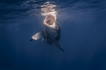 Картинка тигровая животные акулы акула океан челюсти