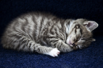 Картинка животные коты сон малыш