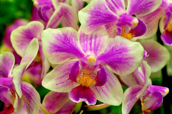 Картинка цветы орхидеи экзотика пестрый макро