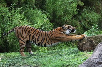 Картинка животные тигры хищник потягушки