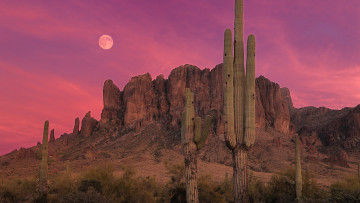 Картинка desert природа пустыни пустыня сккаалы розовый кактусы вечер фонн