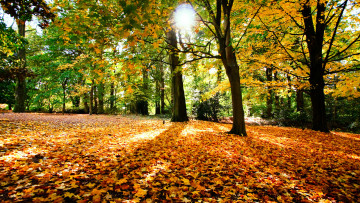 Картинка природа лес листья деревья осень