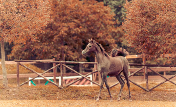 Картинка животные лошади осень конь фон