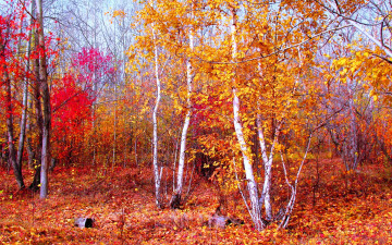 Картинка березовая роща природа лес краски листья осень березы