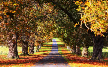 Картинка дубовая аллея природа дороги осень дорога дубы