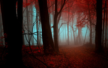 Картинка природа лес закат дебри