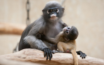 Картинка животные обезьяны обезьяна детеныш