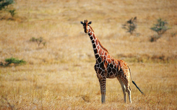 Картинка животные жирафы жираф
