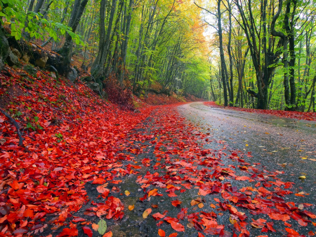 Обои картинки фото природа, дороги, лес, листья, осень, деревья, дорога, небо
