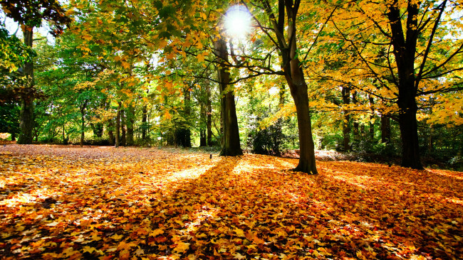 Обои картинки фото природа, лес, листья, деревья, осень